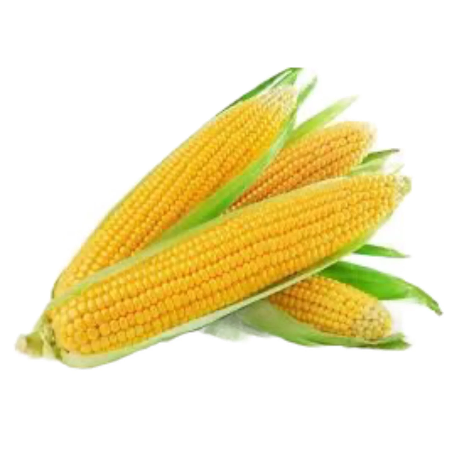 Best Diet For Pregnant Women